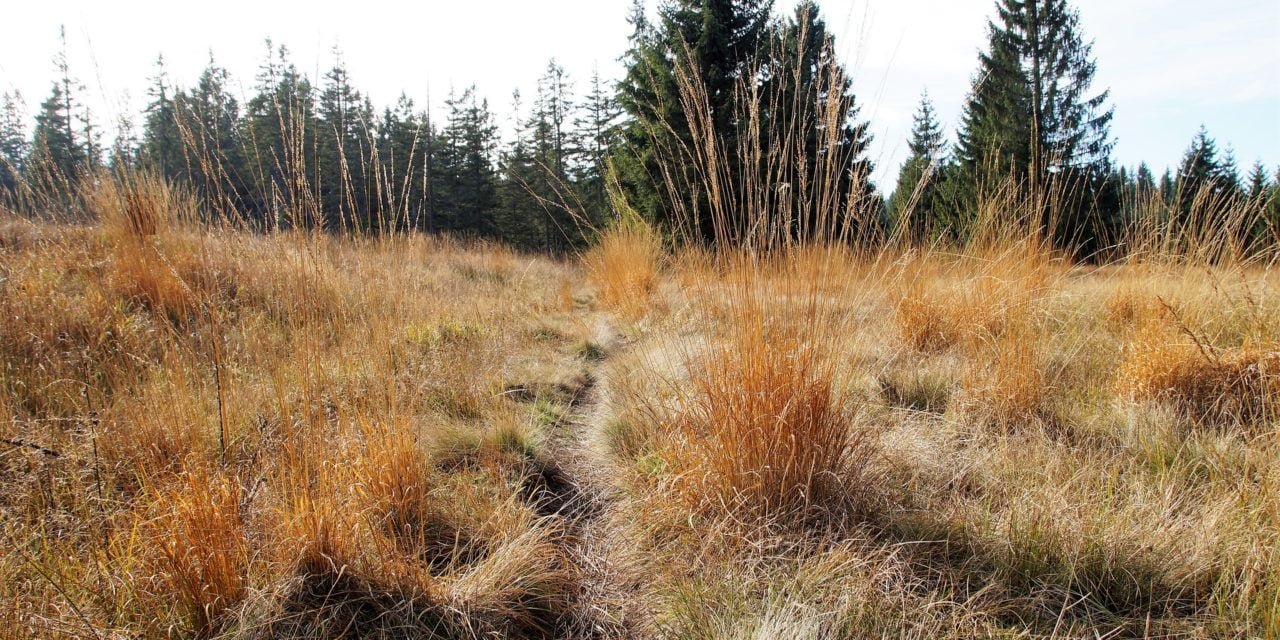 Moorkissen zur Wärme- und Kältebehandlung