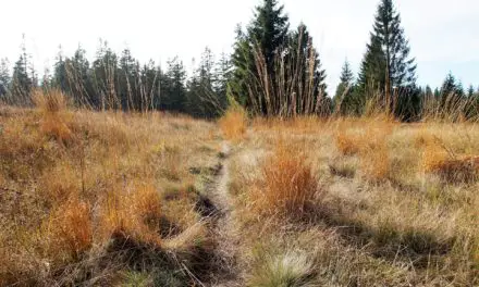 Moorkissen zur Wärme- und Kältebehandlung