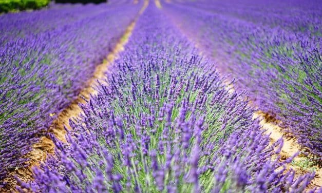 Die faszinierende Welt der Kräuterkissen: Natürliche Heilung für Körper und Geist